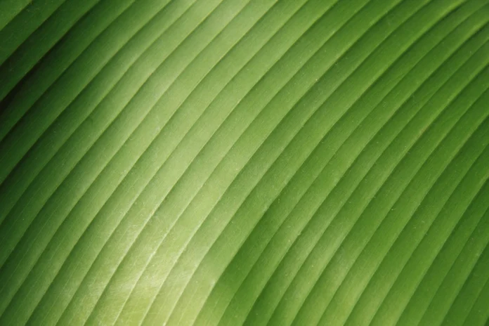 banana-close-up What does Nano Banana mean